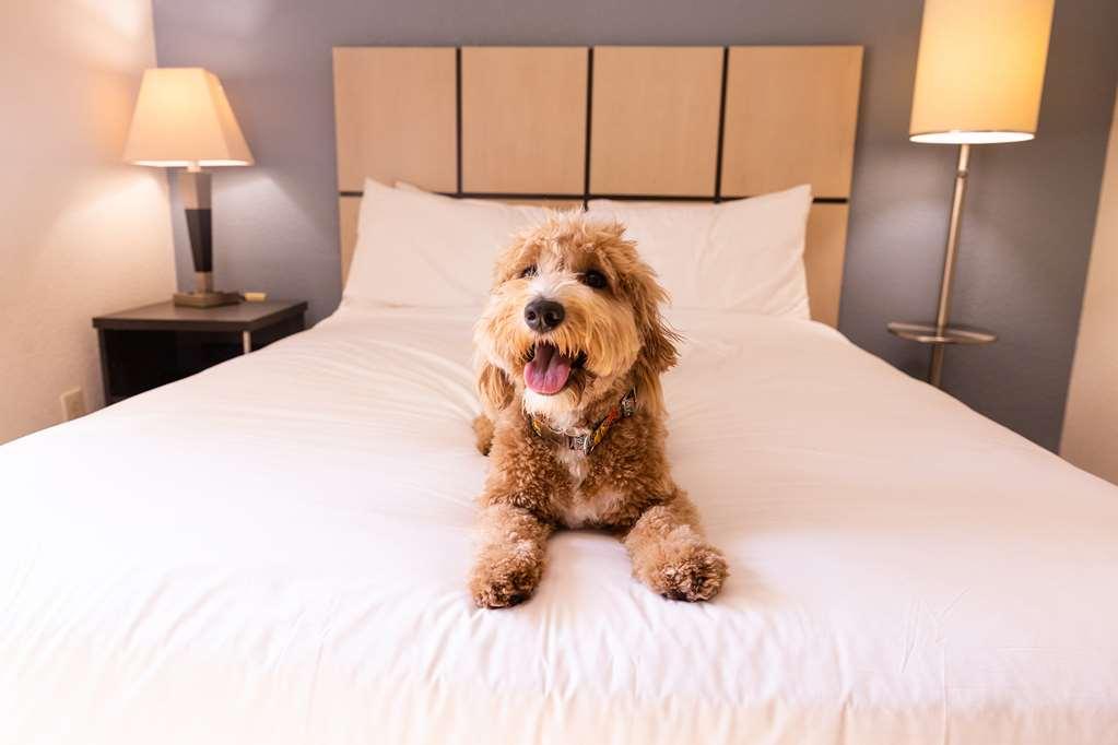 Sonesta Simply Suites Dallas Galleria Room photo